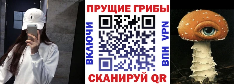 Галлюциногенные грибы Psilocybe  Злынка 